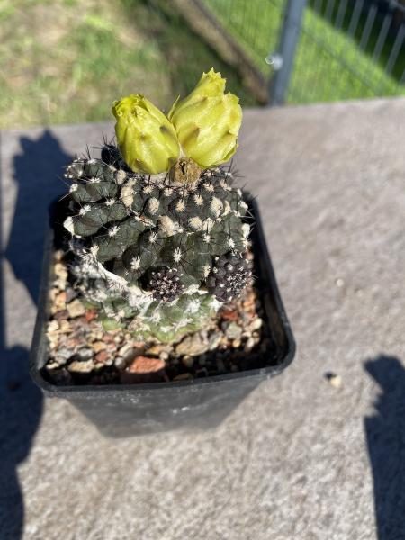Copiapoa humilis